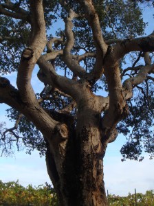 winery tree manneatic tree